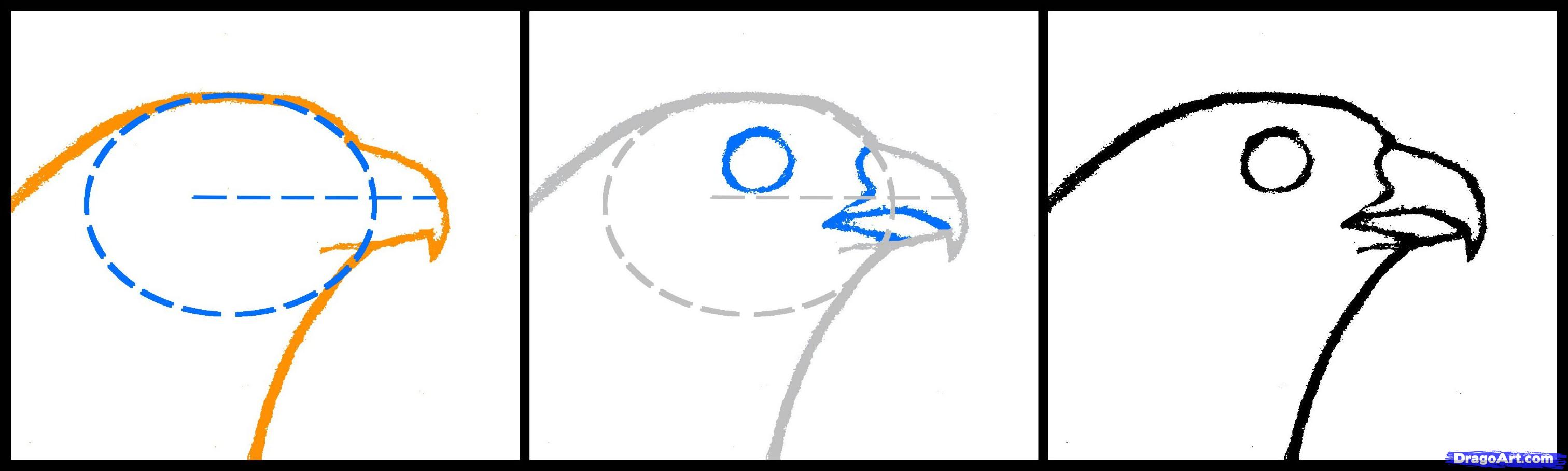 3024x908 how to draw a falcon head, peregrine falcon, step
