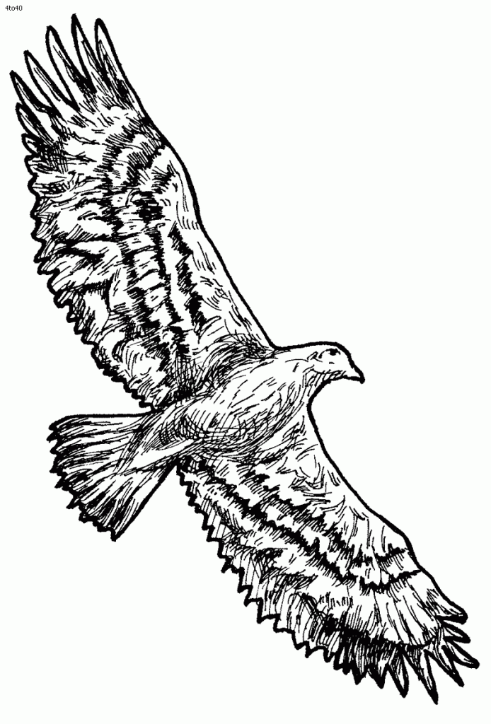 Falcon Line Drawing