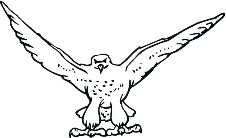 728x446 Drawing Falcon Bird Coloring Pages For Adults Pdf Online Free