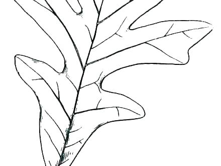 440x330 Small Leaves Coloring Pages