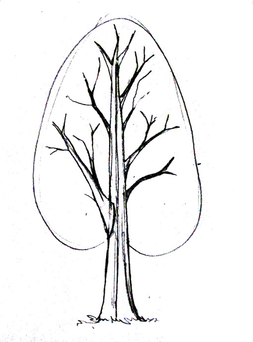 511x690 How To Draw A Tree