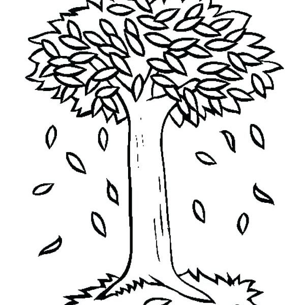 600x600 Collection Fall Tree Drawings Pictures