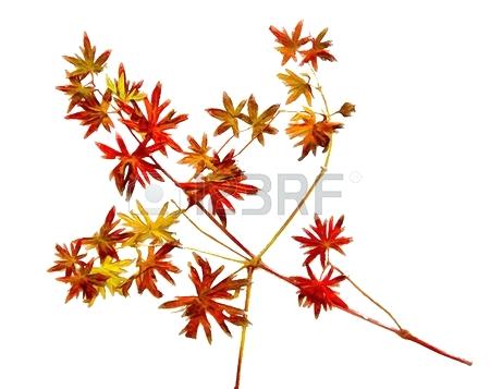 450x357 Fall Leaves Drawing Fall Leaf Outline Vines And Leaves Drawing