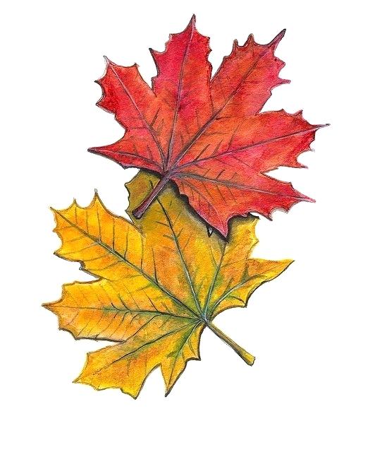525x640 Fall Leaves Drawing Fall Thanksgiving Autumn Leaf Outline Drawings