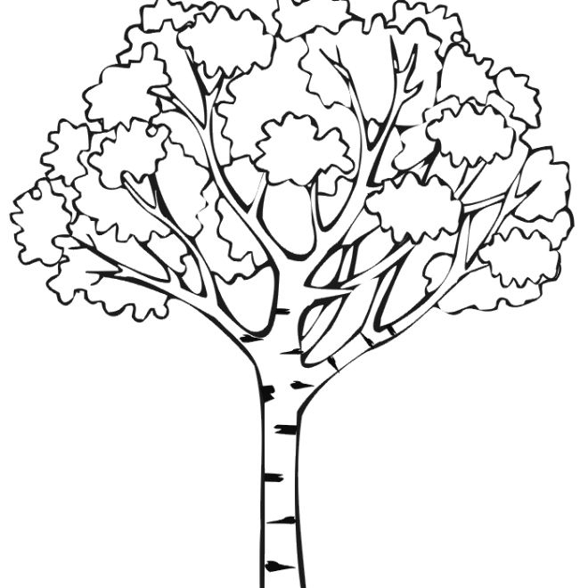 660x660 Tree Without Leaves Coloring