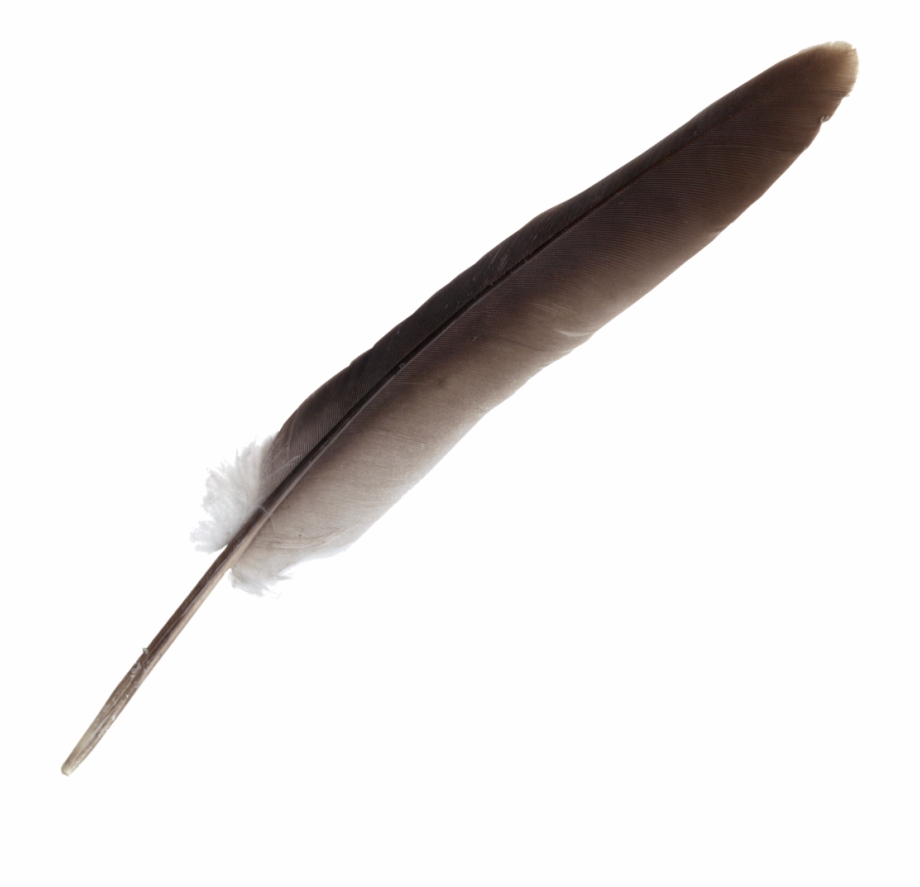920x887 Feather Free Png Images Clipart Download