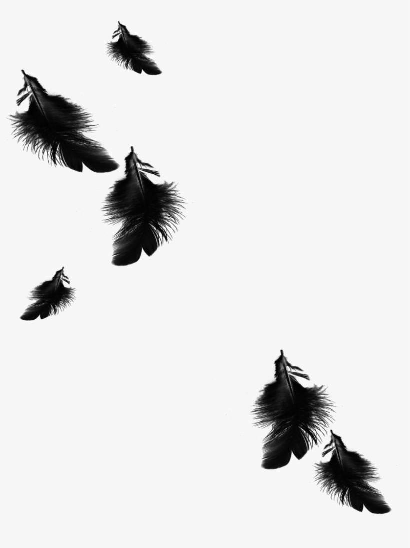 820x1095 Mq Black Feather Feathers Floating Falling