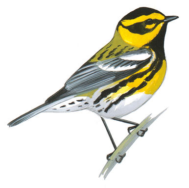 386x383 why birds lose their feathers what are bird molts audubon