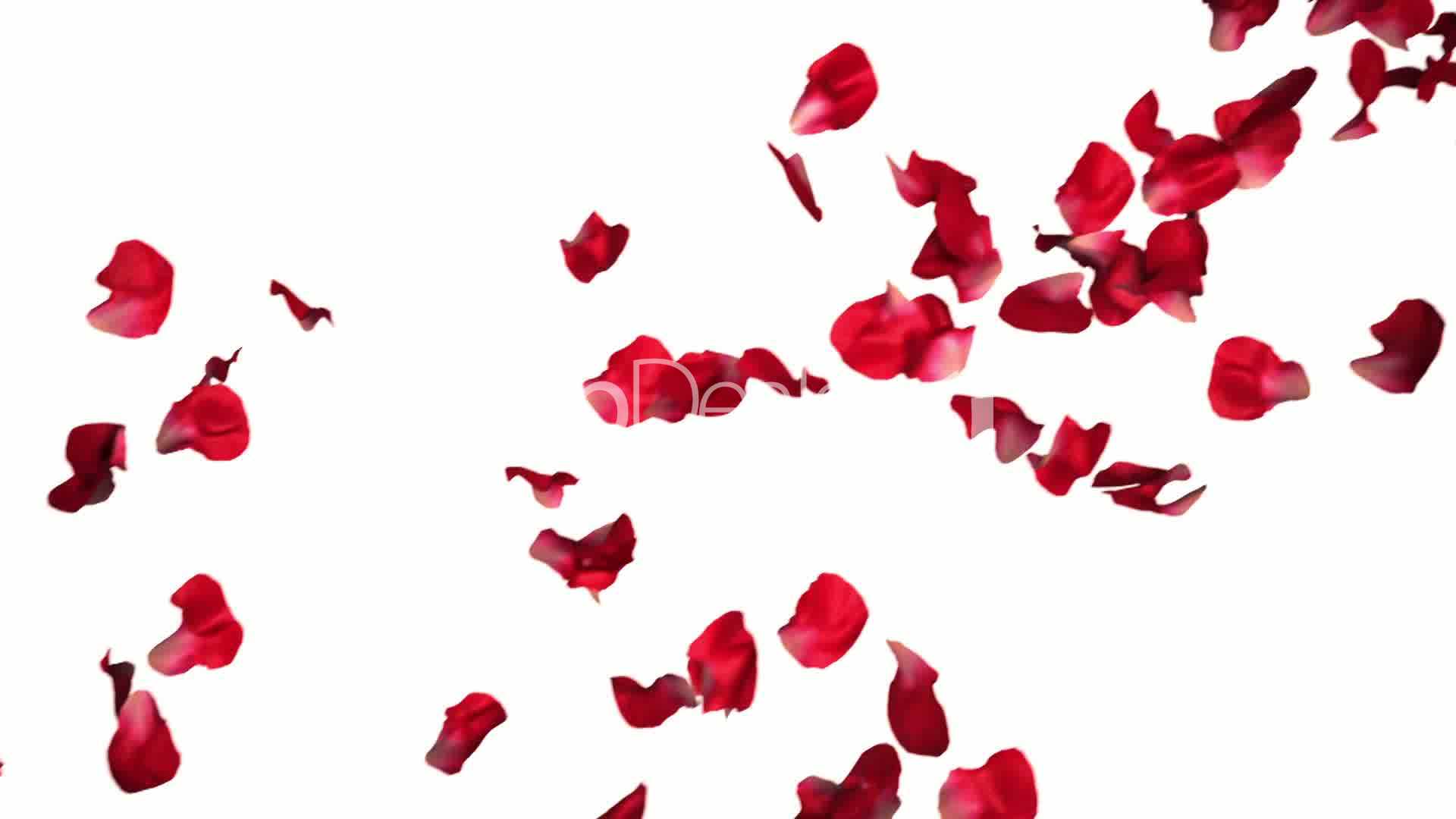 1920x1080 Rose Petals Wallpaper