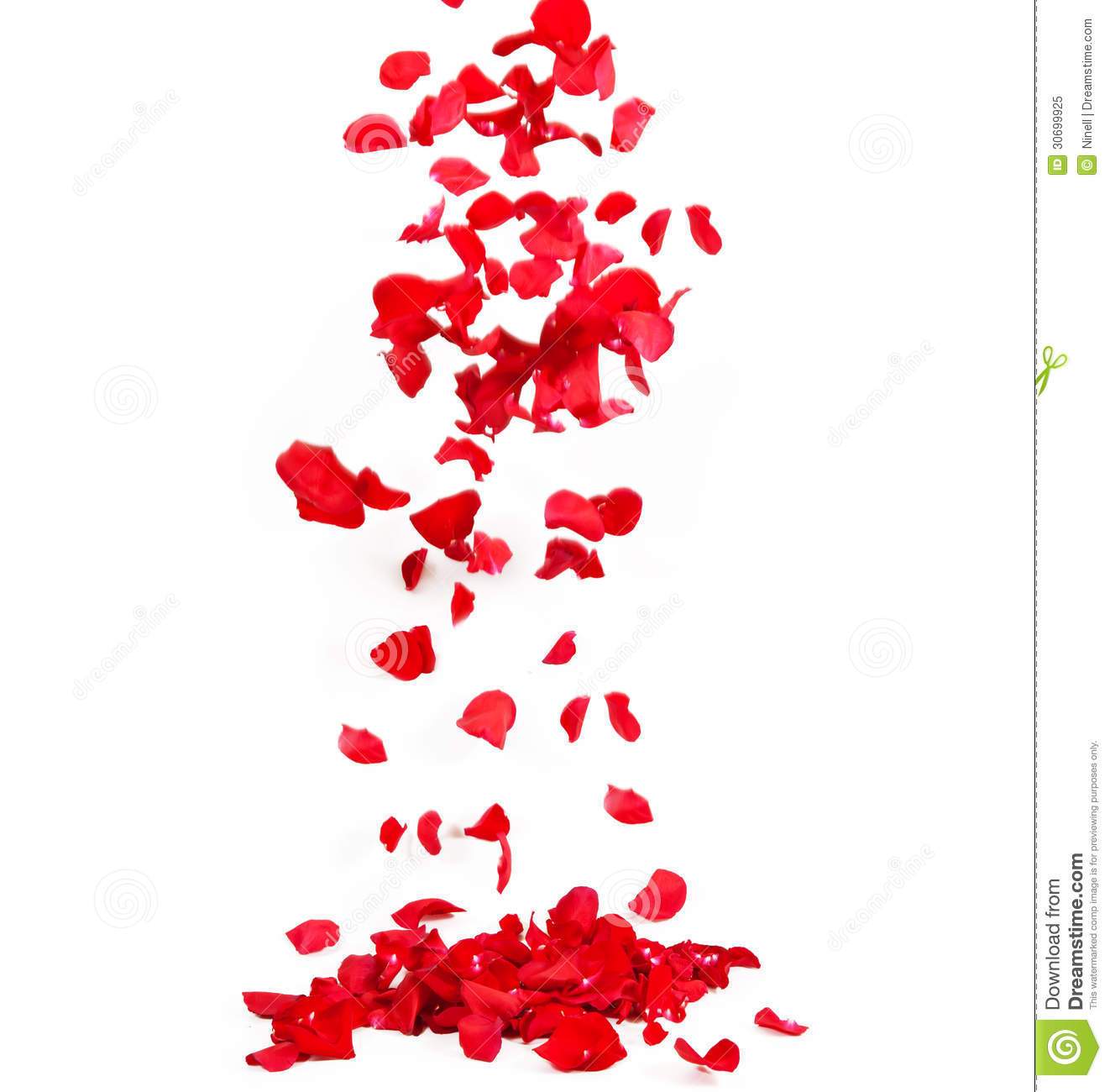 1322x1300 Withered Rose Petals Falling Drawing