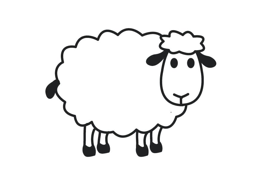 875x620 How To Draw A Lamb Cartoon Drawing Of A Sheep How To Draw