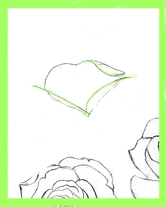553x690 Drawings Of Easy Roses Easy Way To Draw Rose Flower