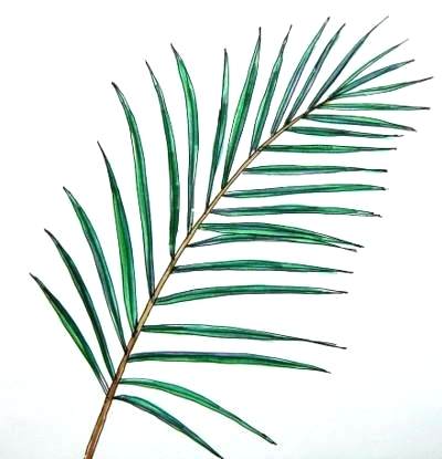 400x415 Draw Palm Tree Palm Tree Drawing Ideas Picture Papers How To Draw