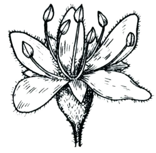 500x493 Acacia Tree Coloring