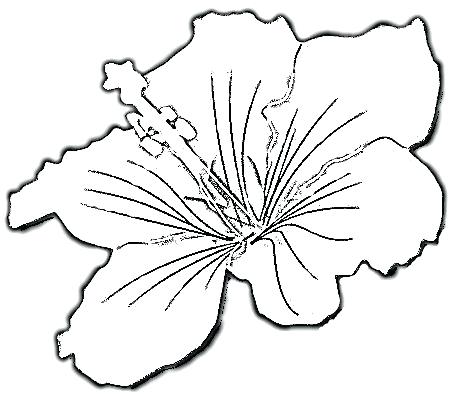 459x402 Hibiscus Flower Coloring Pages Fancy Flowers