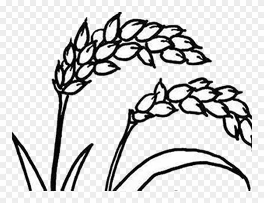 880x678 Png Black And White Stock Farming Drawing Rice Plantation