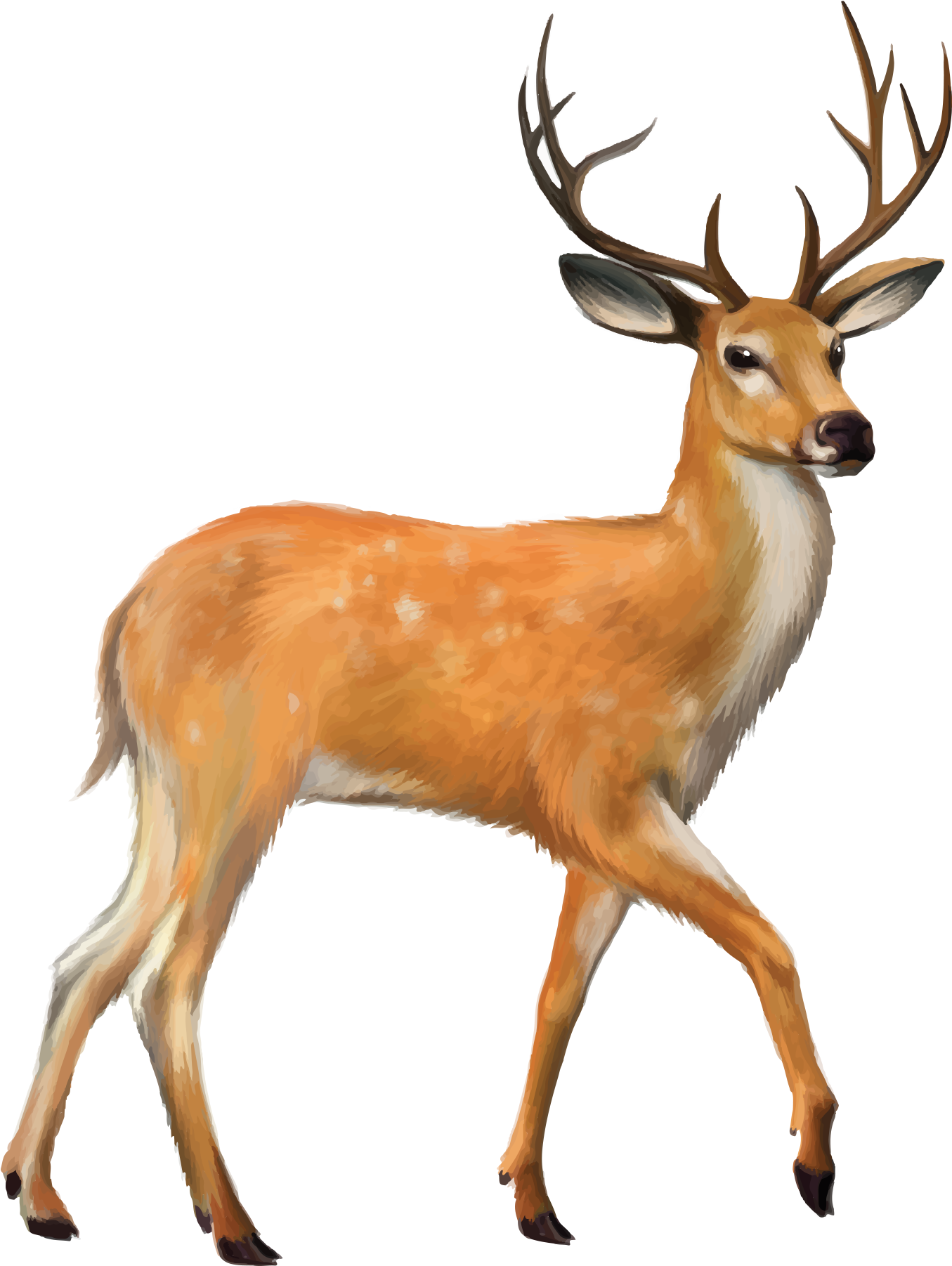 1355x1802 download fawn drawing mule deer