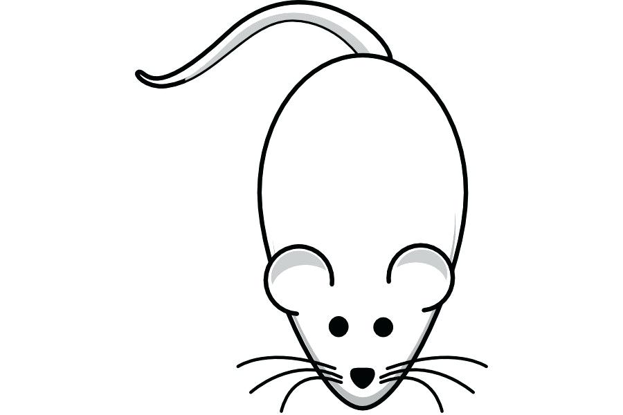 Collection of Rat clipart | Free download best Rat clipart on