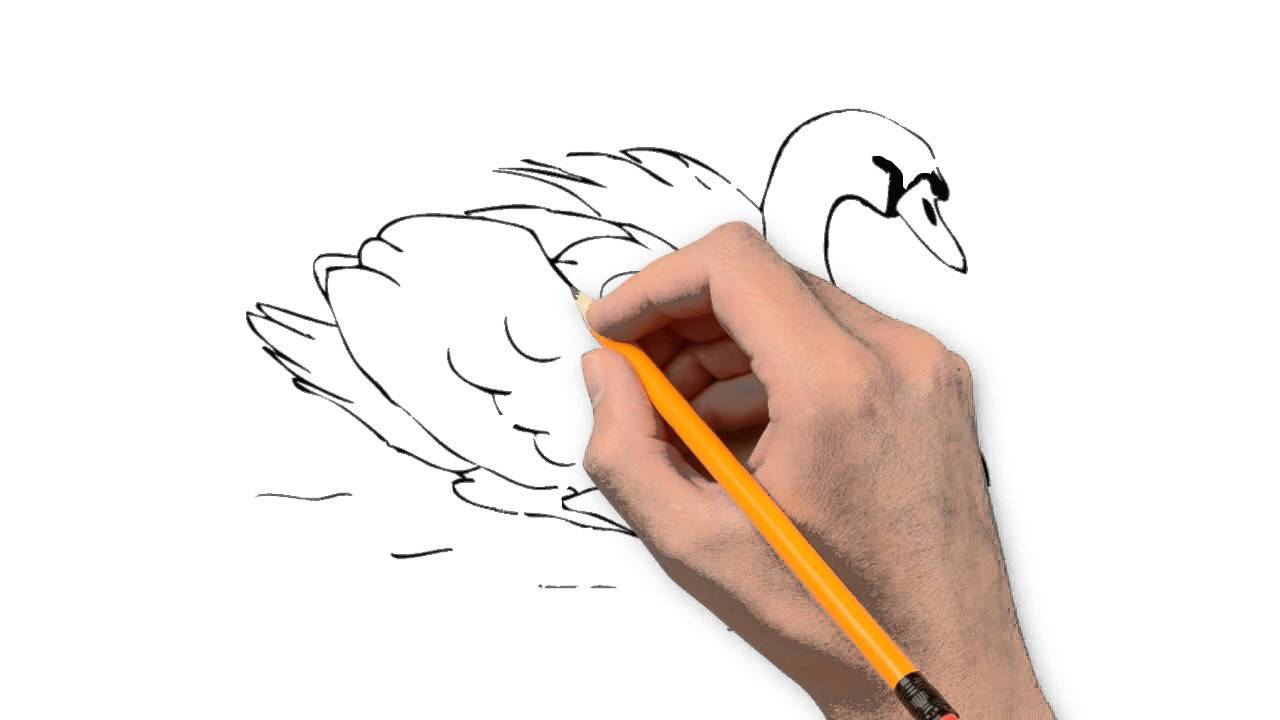1280x720 Swan Animals Pencil To Draw Step