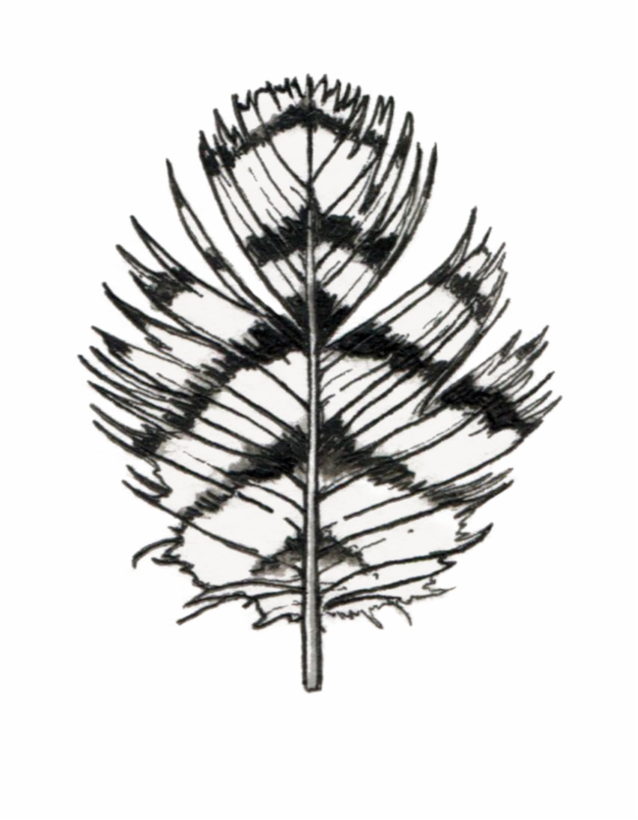 920x1183 Owl Feather