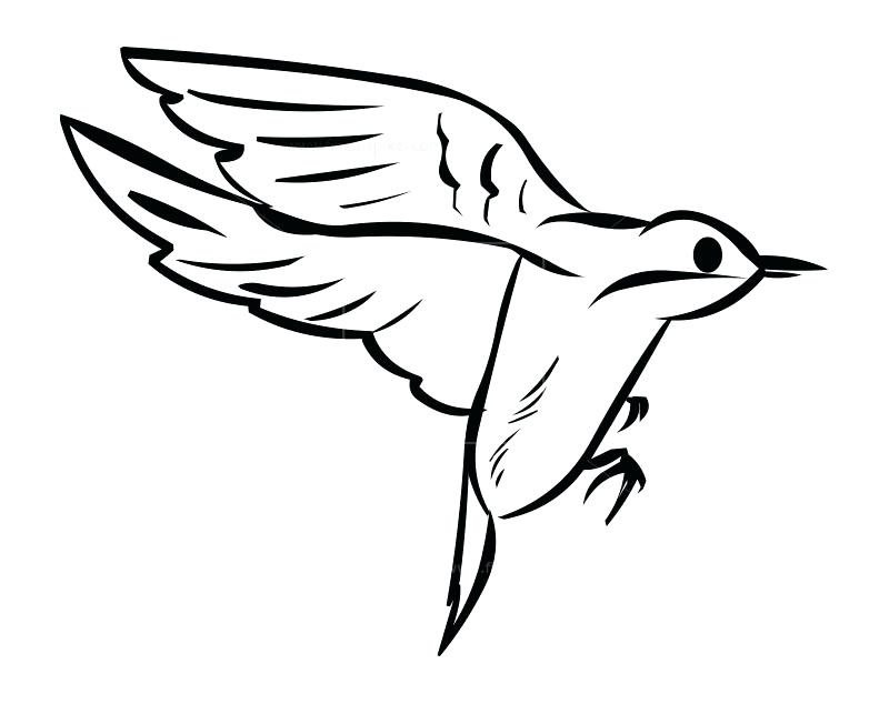 800x634 Bird Outline Bird Outline Drawing