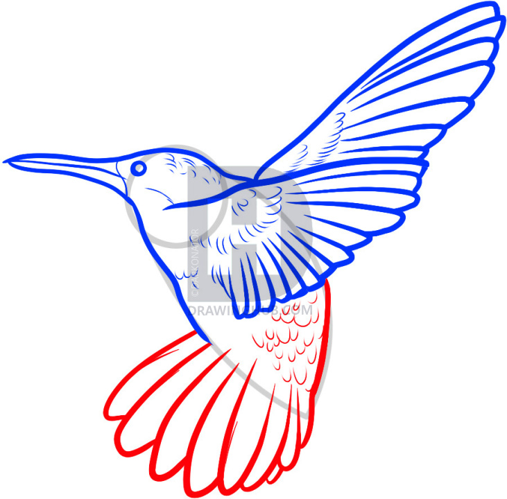 731x720 How To Draw A Hummingbird, Step