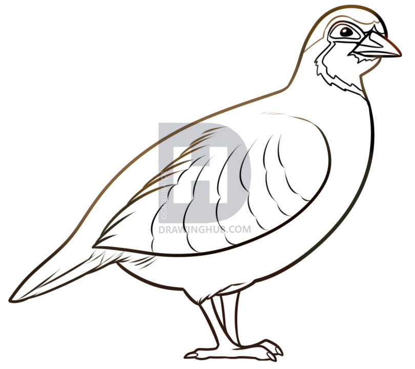 810x720 how to draw a partridge, step