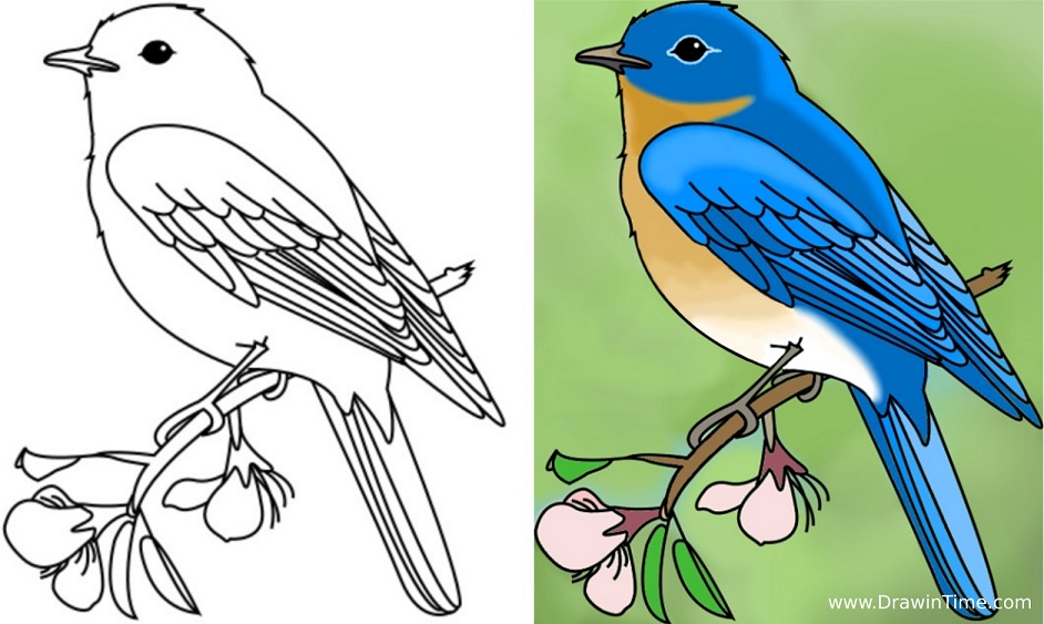 942x563 How To Draw A Bird Drawintime