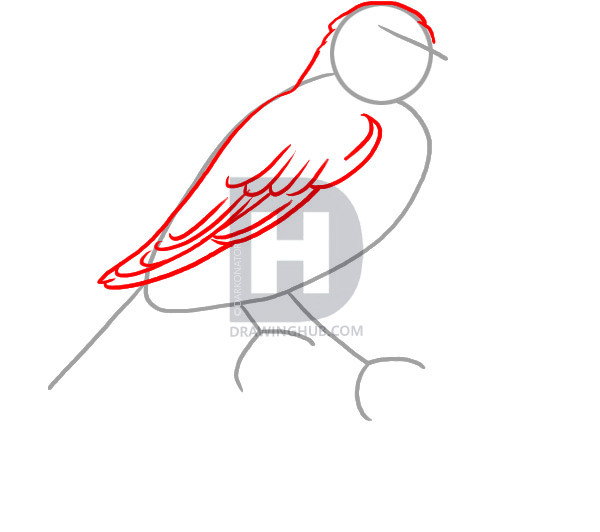 600x532 How To Draw A Canary, Step