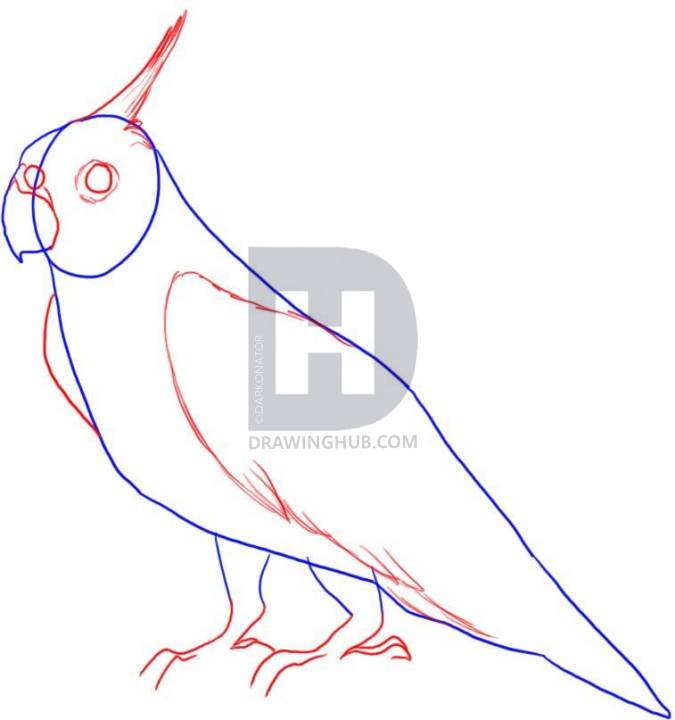 675x720 How To Draw A Cockatiel, Step
