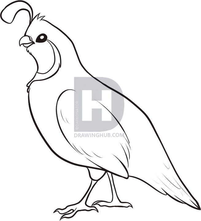 655x717 How To Draw A Quail, Step