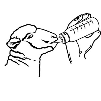 390x390 Kerbl Lamb Feed Bottle Anti Vac