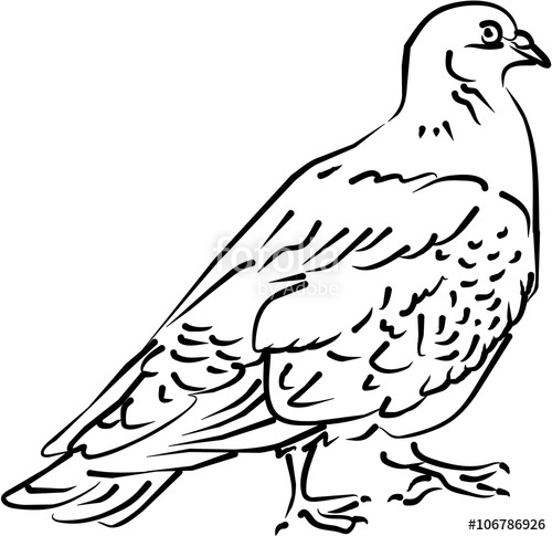 500x485 A Vector Realistic Black And White Line Isolated Pigeon In Side