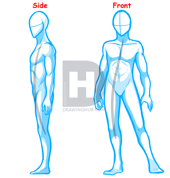 687x720 How To Draw A Body For Beginners, Step