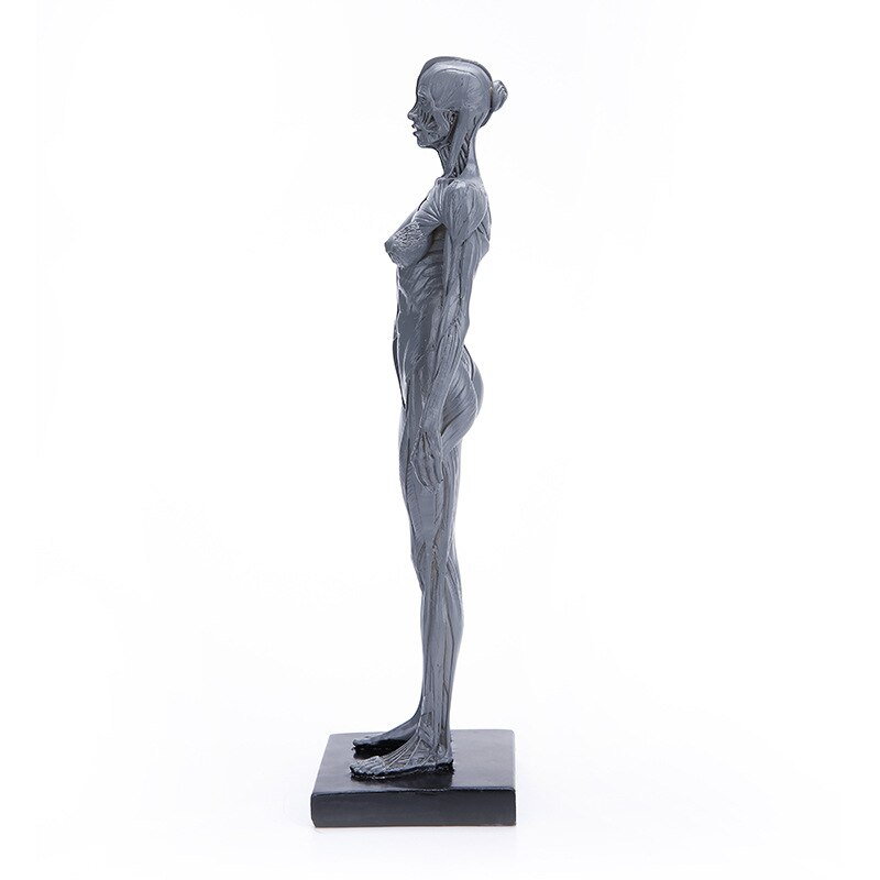 800x800 Natural Resin Human Female Artwork Model Medical Muscle