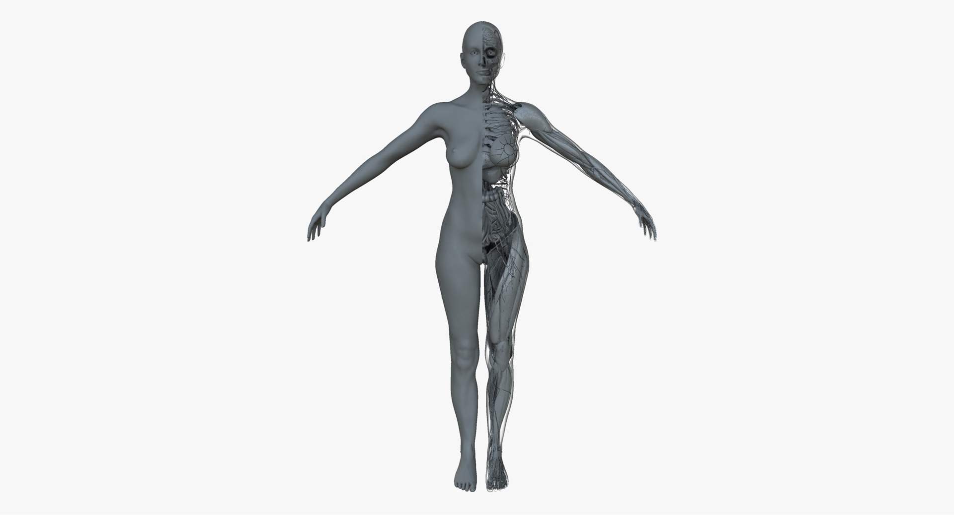 1920x1038 Ultimate Female Anatomy Project Model