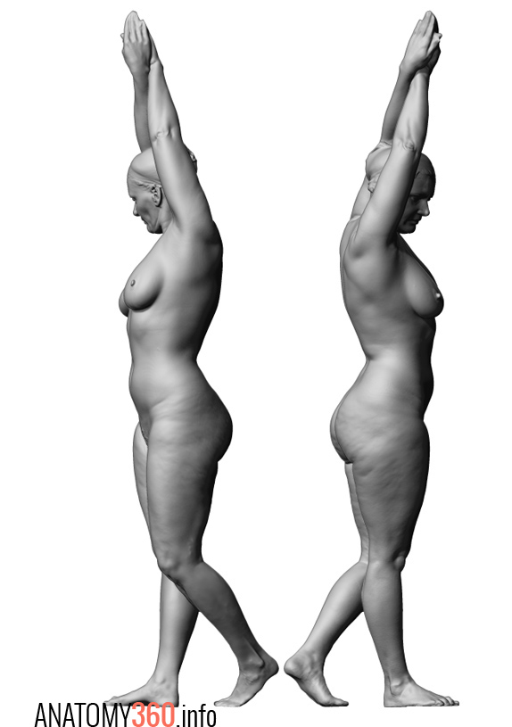 574x815 Female Body Reference
