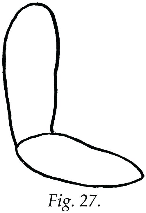 502x732 Body Outline Clipart