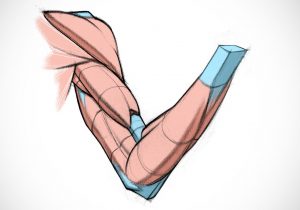 300x210 muscle anatomy for artists female anatomy reference