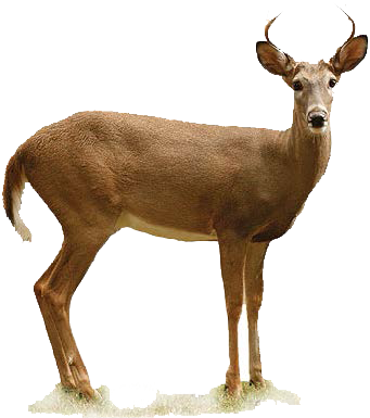 341x385 Collection Of Free Fawn Drawing White Tailed Deer Download On Ui Ex