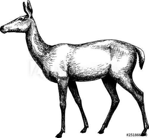 500x463 Deer Female B Vintage Hand Drawn Illustration