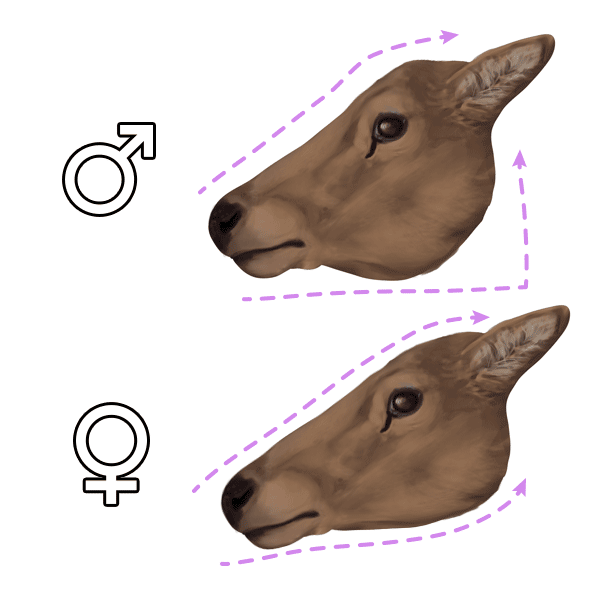 600x600 How To Draw Animals Deer