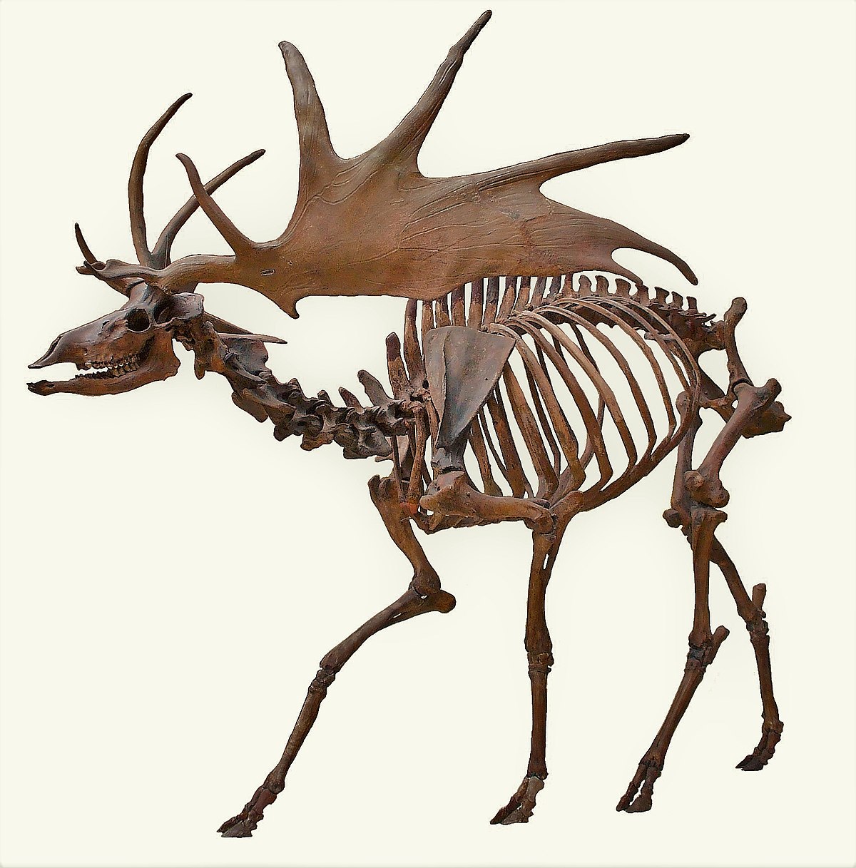 1200x1217 Irish Elk