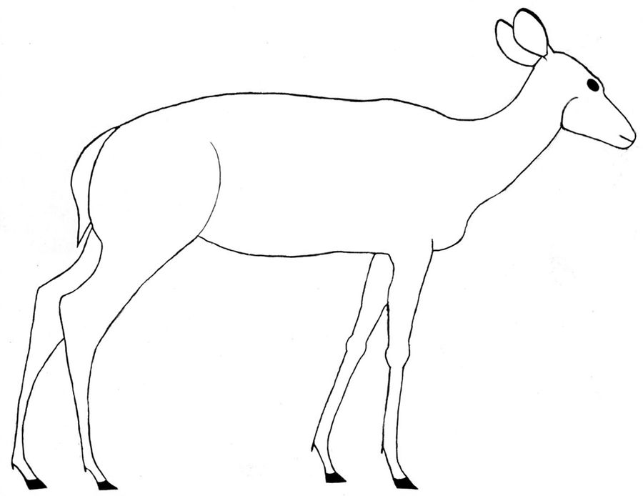 900x694 Adult Female Deer