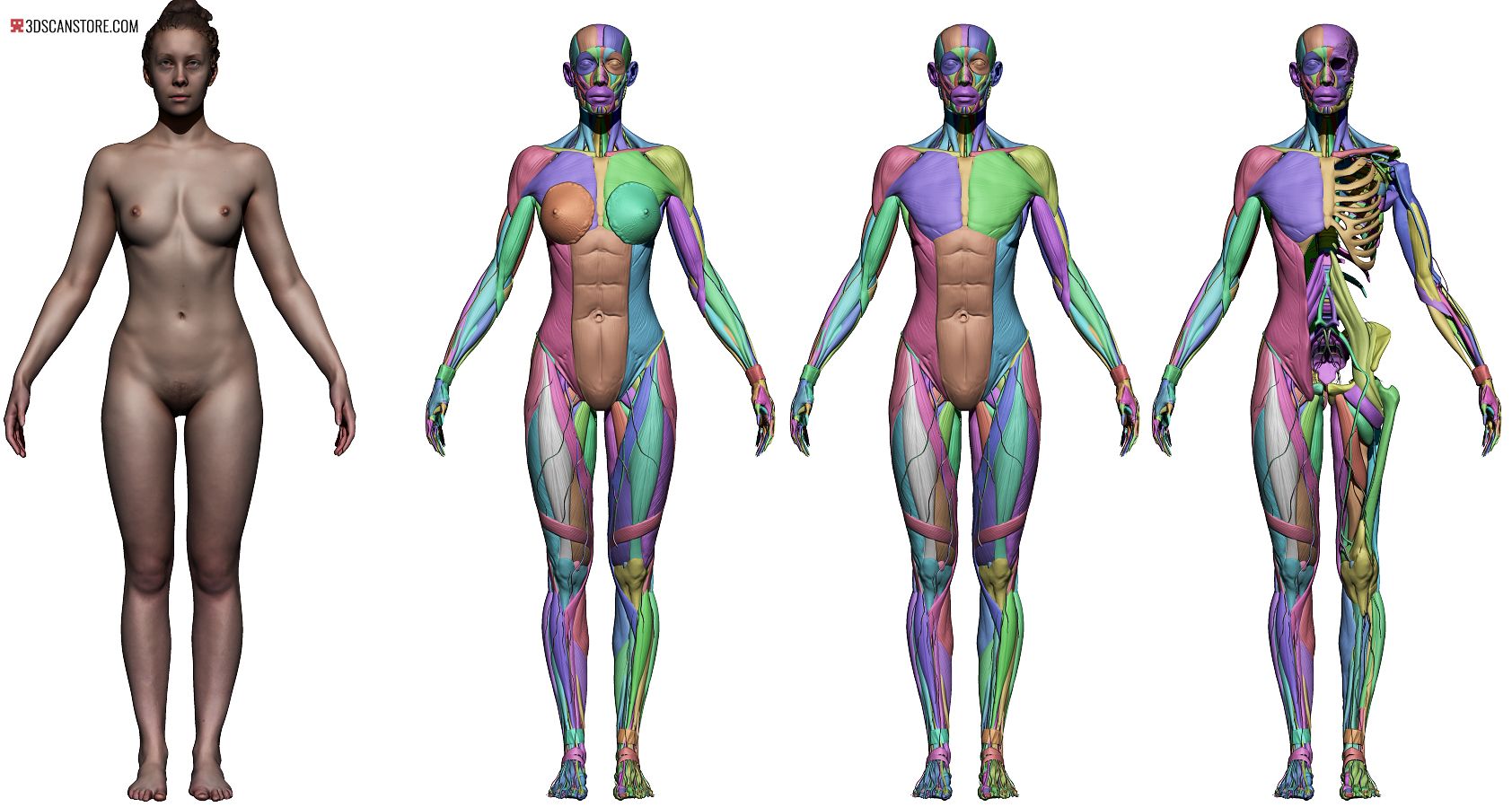 1684x899 female reference images in anatomy anatomy