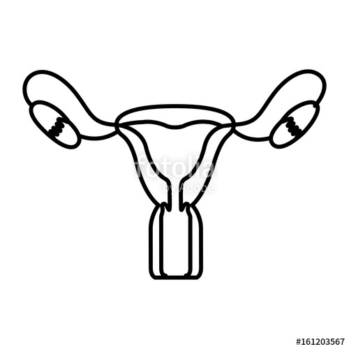 500x500 hand drawing contour female reproductive system vector