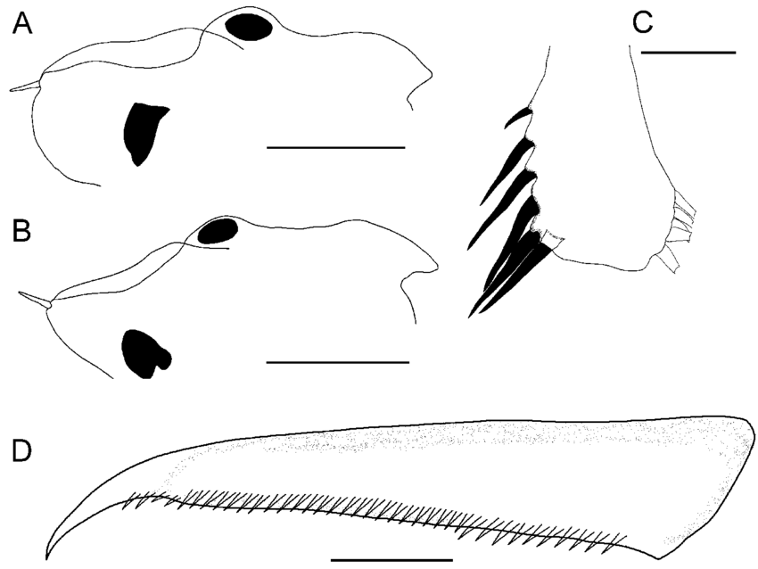 850x638 leptestheria gurneyi sp nov a, male head showing ocellus b