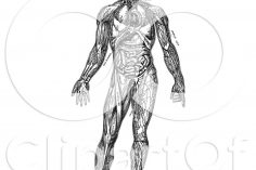 236x157 Human Body Anatomy Drawing Pdf Upper Female Books Organs Iydunetwork