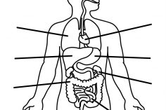 236x157 Body Outline Drawing Female Simple Male Printable Front And Back