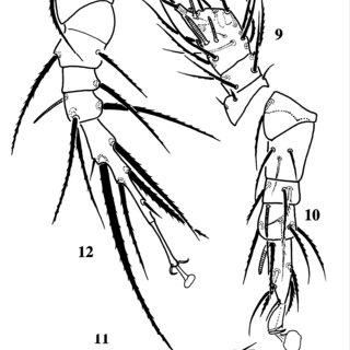 320x320 archidispus ukrainicus khaustov spec nov